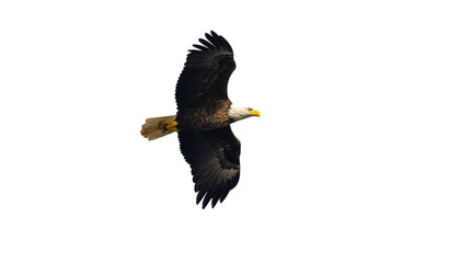 Modern and professional team collaborating in a bright, contemporary office space, captured in a wide shot to emphasize teamwork and a dynamic work environment