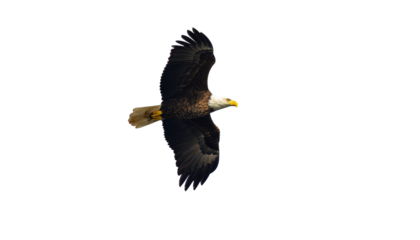 Modern and professional team collaborating in a bright, contemporary office space, captured in a wide shot to emphasize teamwork and a dynamic work environment