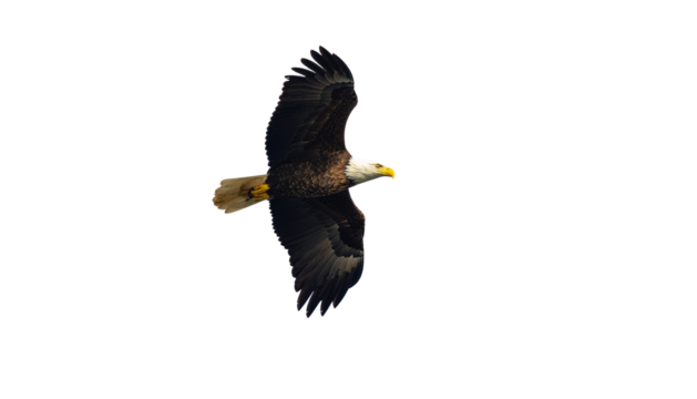 Modern and professional team collaborating in a bright, contemporary office space, captured in a wide shot to emphasize teamwork and a dynamic work environment