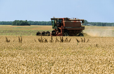 Fototapeta premium Moisson, blé, Triticum sativum, Gatine Tourangelle, 37, Indre et Loire, France