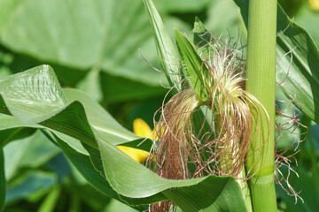 Close-up of corn ear with silk and green leaves in a sunlit summer field.