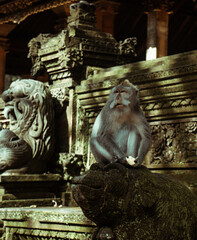 macaque, The Sacred,  Monkey Forest , Ubud, Bali, Indonesia