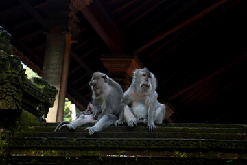 macaques,, The Sacred,  Monkey Forest , Ubud, Bali, Indonesia
