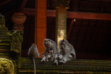 macaques,, The Sacred,  Monkey Forest , Ubud, Bali, Indonesia