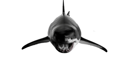 Great white shark silhouette illustration on white background, a wild animal vector