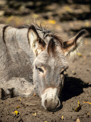 Relaxing gray donkey on ground in farm