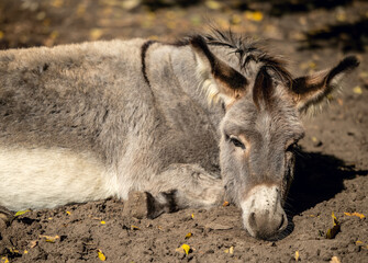 Relaxing gray donkey on ground in farm