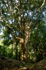 Big mystic tree, The Sacred,  Monkey Forest , Ubud, Bali, Indonesia