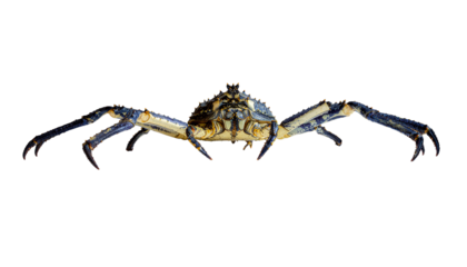 Brown hairy spider macro closeup on a white background for arachnophobia and insect themes