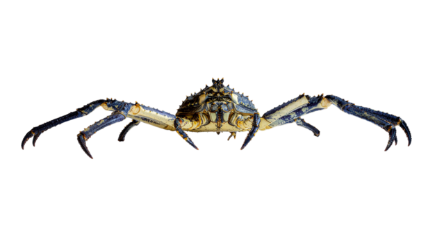 Brown hairy spider macro closeup on a white background for arachnophobia and insect themes