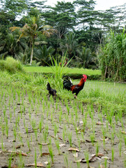 Rooster walking on the rice paddies, Bali, Indonesia