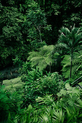 Path through the jungle leading to Tibumana Waterfall