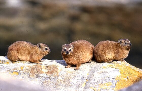 rock hyrax or cape hyrax resting on rocks
