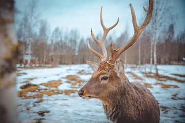 Majestic deer with antlers standing in snowy forest during winter. Wildlife portrait showcasing natural beauty and calm atmosphere of nature