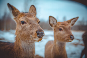 Close-up portrait of two wild deer in snowy forest. Gentle animals looking curiously at the camera, symbolizing peace and connection with nature