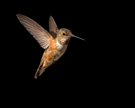 A Broad-tailed Hummingbird flying against a dark background.