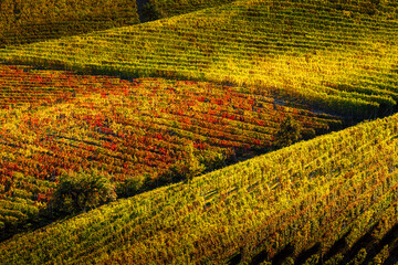 Rolling hills with vibrant autumnal vineyards in the Langhe region, Piedmont, Italy.