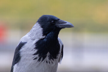 Closeup of Hooded Crow with Black and Grey Plumage Against Soft Background