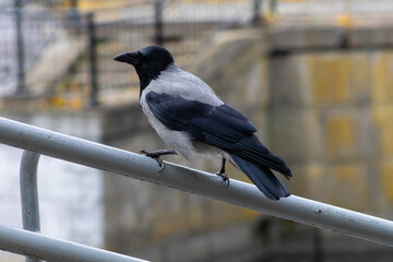 Hooded Crow Perched on Metal Railing in Urban Setting