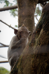 little monkey, bali, uluwatu temple