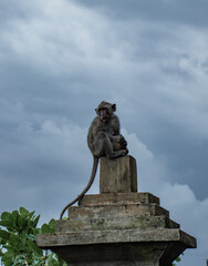 little monkey in Uluwatu temple