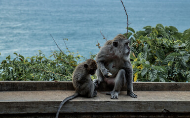 monkeys in Uluwatu temple