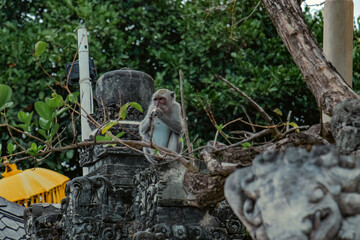 monkey above the elephant statue, Uluwatu temple