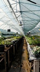 Seedlings of perennial flowers grow in a greenhouse nursery.