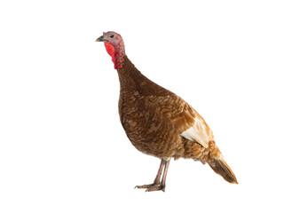 brown female turkey isolated on white background