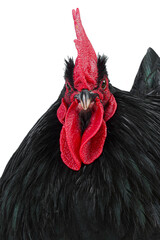 portrait black rooster  on white background