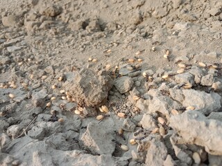 Black ant carrying wheat seed in mouth walking on ground going to its nest showing hardworking nature teamwork and life of insect in natural environment