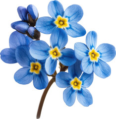 Forget-me-not flowers cluster delicate blue petals with yellow center on stem