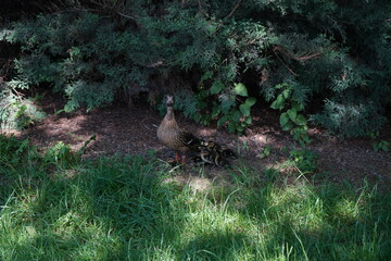 Mother duck with ducklings resting in the shade under green bushes