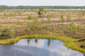 A tranquil bog with a small pond reflects the bright sky, surrounded by sparse green and brown vegetation leading to a distant forest line.
