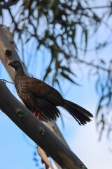 Andean guan