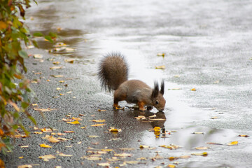 Red Squirrel Drinking from Puddle on Wet Autumn Path with Fallen Leaves