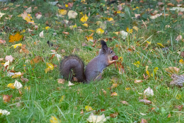 Red Squirrel Eating a Berry on Grass Among Autumn Leaves