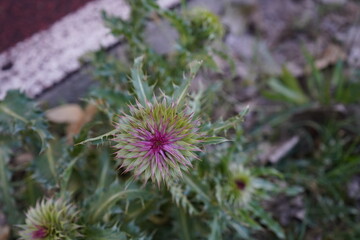 Carduus nutans is a biennial plant in the daisy and sunflower family Asteraceae with the common names musk thistle, nodding thistle, and nodding plumeless thistle. It is native to regions of Europe.