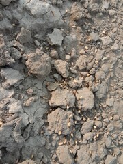 Black ant carrying wheat seed in mouth walking on ground going to its nest showing hardworking nature teamwork and life of insect in natural environment
