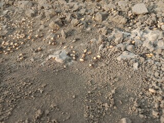 Black ant carrying wheat seed in mouth walking on ground going to its nest showing hardworking nature teamwork and life of insect in natural environment