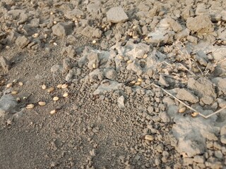 Black ant carrying wheat seed in mouth walking on ground going to its nest showing hardworking nature teamwork and life of insect in natural environment