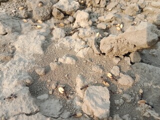 Black ant carrying wheat seed in mouth walking on ground going to its nest showing hardworking nature teamwork and life of insect in natural environment