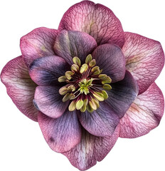 Hellebore flower detail vibrant petals and stamen close-up macro view