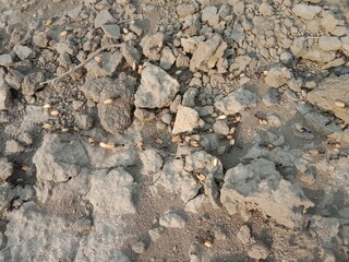 Black ant carrying wheat seed in mouth walking on ground going to its nest showing hardworking nature teamwork and life of insect in natural environment