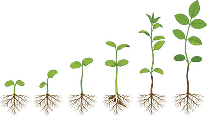 Sequential growth stages of a plant from sprout to a young sapling, illustrating nature's development, organic process, and ecology, isolated vector graphic on white background. © Shihab Creative