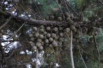Hesperocyparis arizonica, the Arizona cypress, is a North American species of tree in the cypress family Cupressaceae, native to the southwestern United States and Mexico.