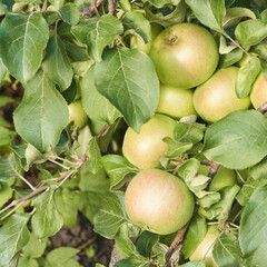 Ripening green apples on tree branch surrounded by lush leaves in orchard setting.