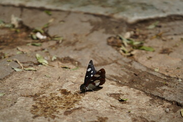 The elegance of a butterfly, perched gracefully on the earth, surrounded by fallen leaves.