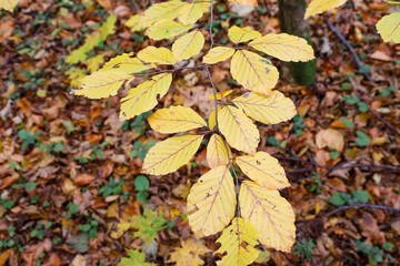 ​A macro photograph featuring vibrant yellow leaves hanging on a slender branch, standing out against a blurred backdrop of fallen autumn foliage.