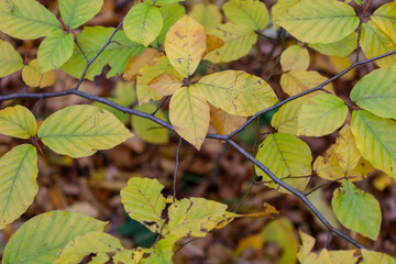 ​A close-up shot showcasing slender branches adorned with leaves in the process of transitioning from green to yellow.